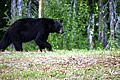 black-bear-in-carmanah 